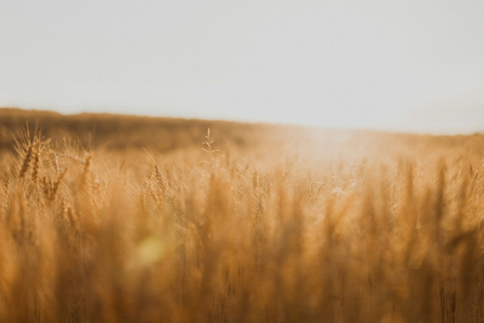 Stalks Are Not Bread: What “Dożynki” Demands Before You Call the Work Finished
